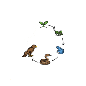 Relaties - 4 Voedselketens